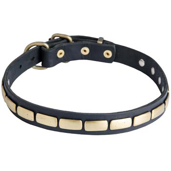 Walking Leather Collar with Brass Decoration for English Pointer