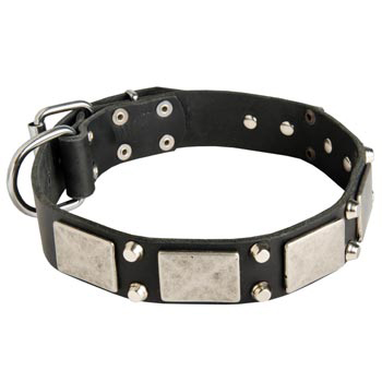 Studded Leather English Pointer Collar