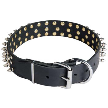 Spiked Buckle Collar for English Pointer