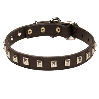 English Pointer Walking   Leather Collar with Studs