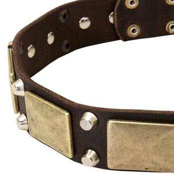 Leather English Pointer Collar with Nickel Studs