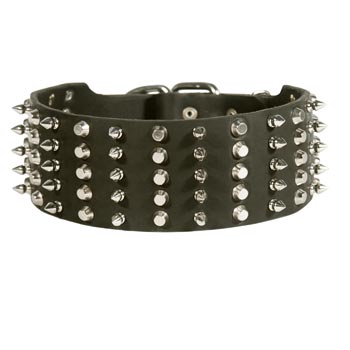 English Pointer Spiked Studded  Leather Collar