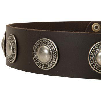 Leather Dog Collar with Conchos for   English Pointer