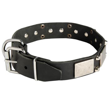 Leather Buckle Collar for English Pointer Walking