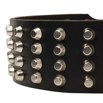 Leather Dog Collar with Studs for   English Pointer