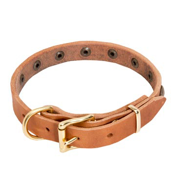 English Pointer Leather Collar with Studs
