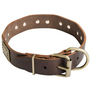 War-Style Leather Collar for English Pointer