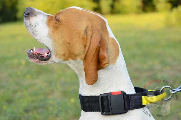 English Pointer Collar with Quick Release Buckle