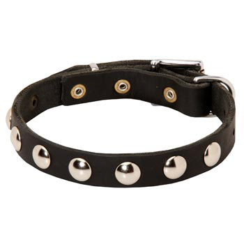 Leather English Pointer Collar Studded for Puppies