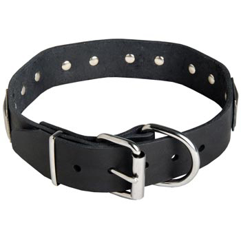 Leather English Pointer Collar with Steel Nickel Plated Buckle and D-ring