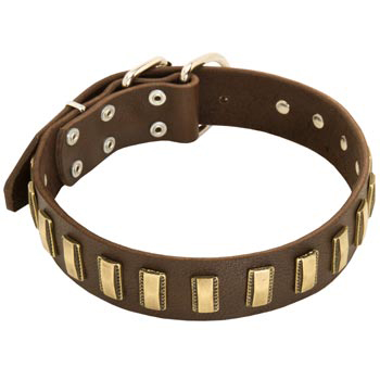 Leather Dog Collar with Adornment for English Pointer