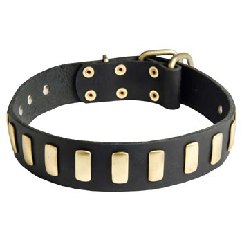 English Pointer Collar Leather with Brass Hardware
