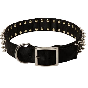 English Pointer Wide Dog Nylon Collar Spiked