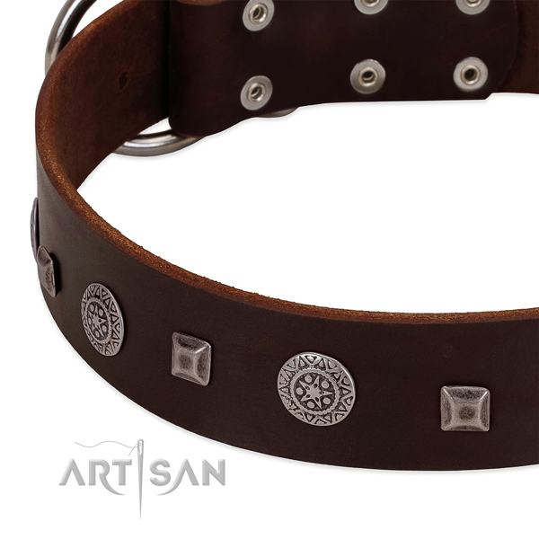 Leather dog collar with brass plated buckle and D-ring for confident pet handling