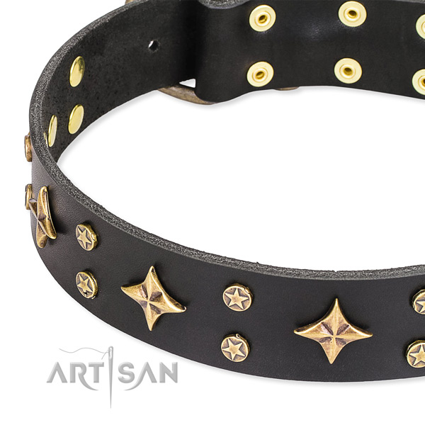 Fancy walking studded dog collar of best quality leather