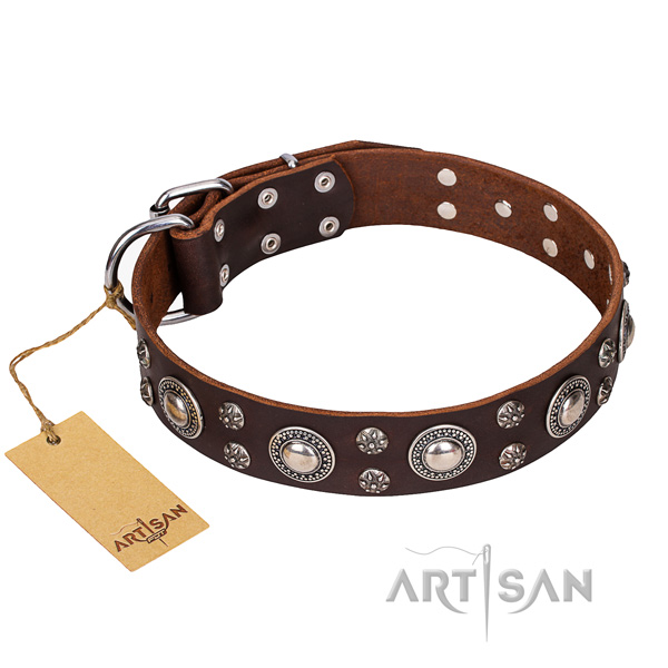 Walking dog collar of fine quality full grain leather with studs