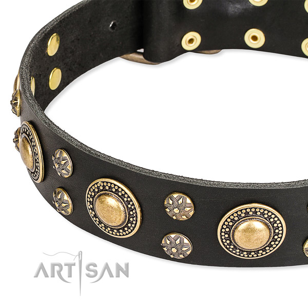 Everyday walking studded dog collar of fine quality full grain leather