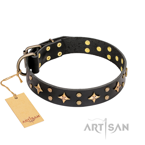 Daily walking dog collar of finest quality natural leather with embellishments