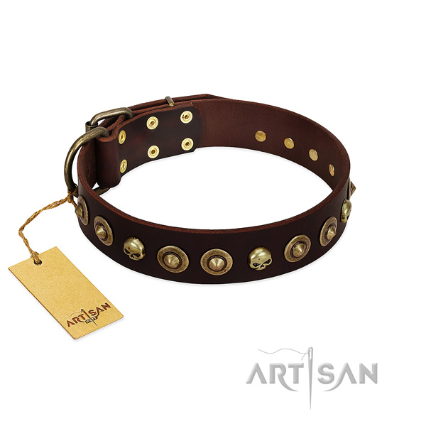 Genuine leather collar with amazing studs for your four-legged friend