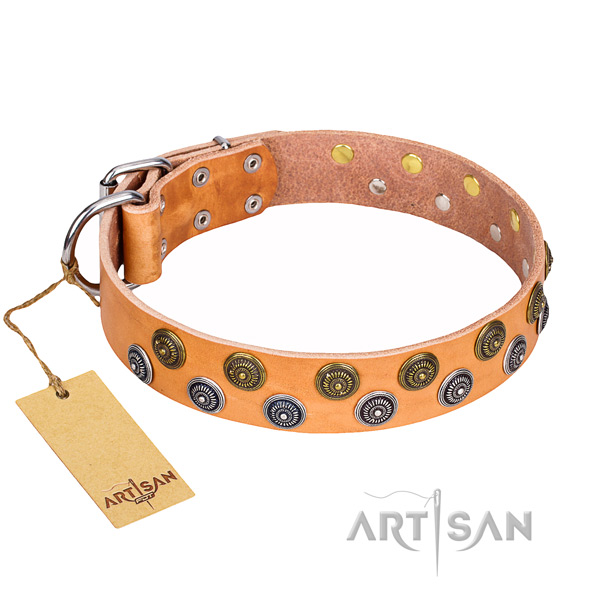Basic training dog collar of finest quality full grain genuine leather with studs