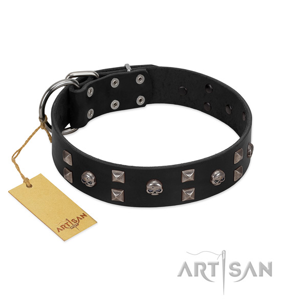 Fancy walking dog collar of natural leather with impressive adornments