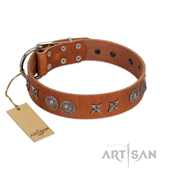 Leather collar with stylish studs for your four-legged friend