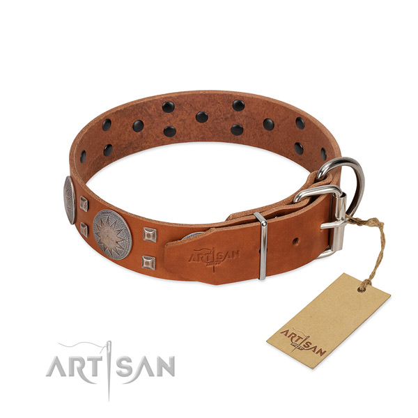Fancy walking dog collar of natural leather with top notch studs