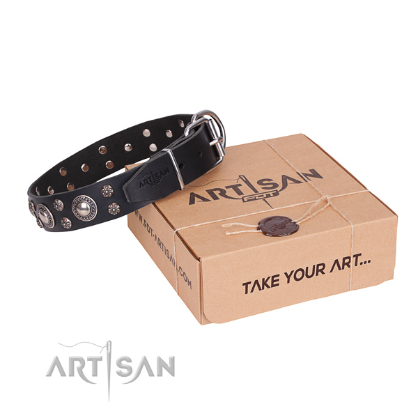 Walking dog collar of finest quality full grain natural leather with embellishments