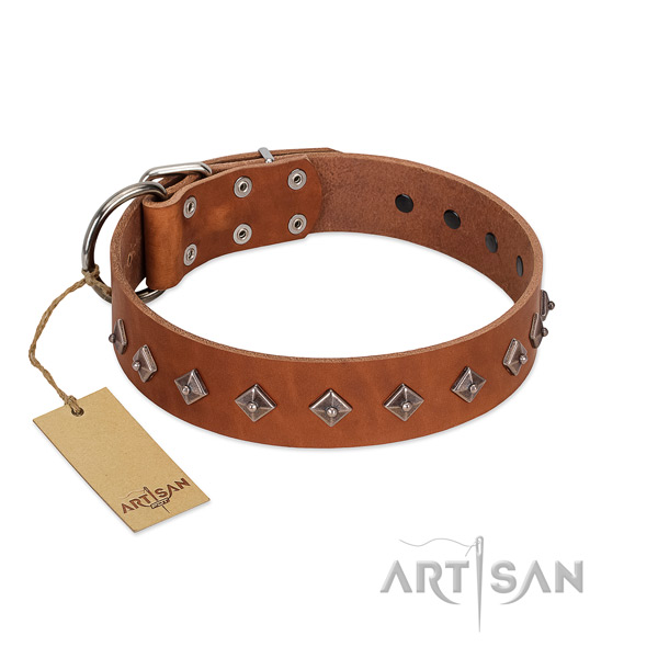 Genuine leather dog collar with exceptional studs created dog