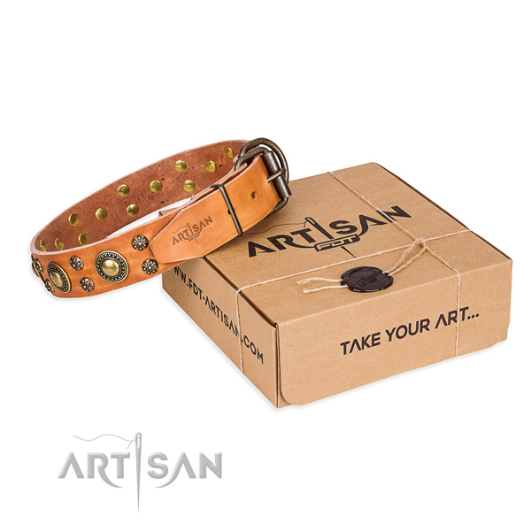 Fancy walking dog collar of top quality full grain leather with adornments