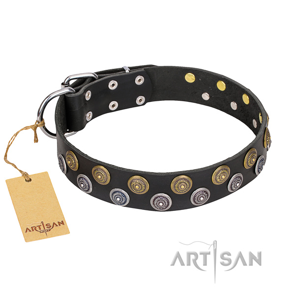 Everyday walking dog collar of top notch leather with studs