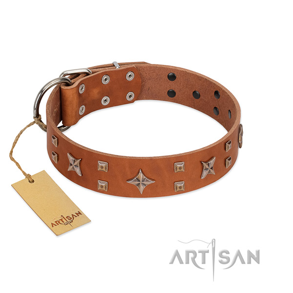 Fancy walking full grain genuine leather dog collar with trendy embellishments
