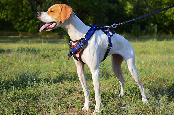 Painted Leather Dog Harness for English Pointer