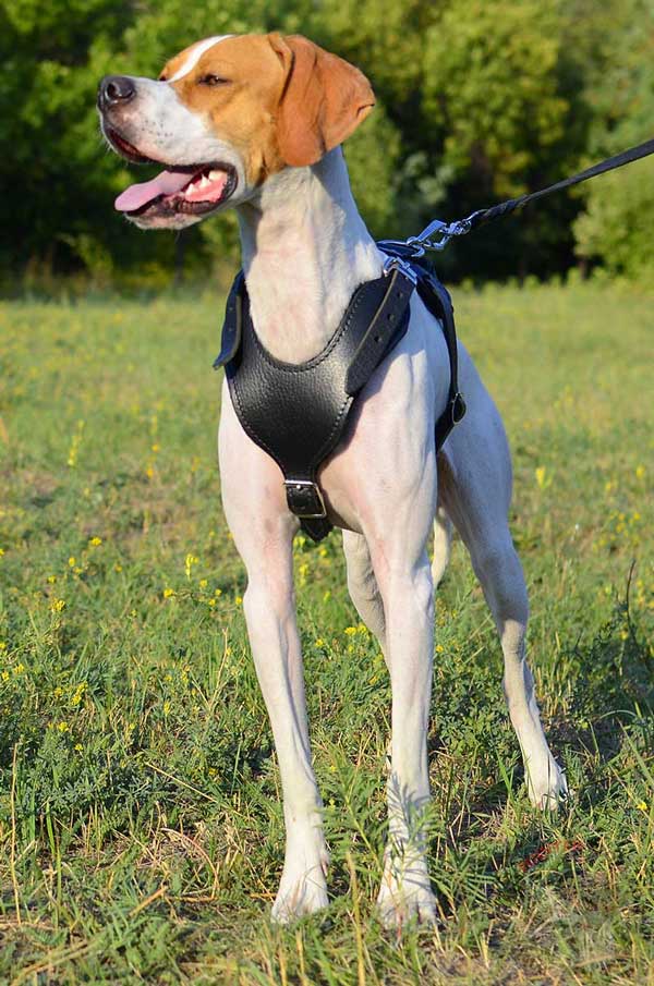Snug Leather English Pointer Harness for Easy Movement