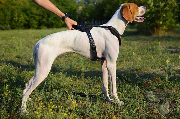 Leather English Pointer Harness for Safe Effective Agitation Work
