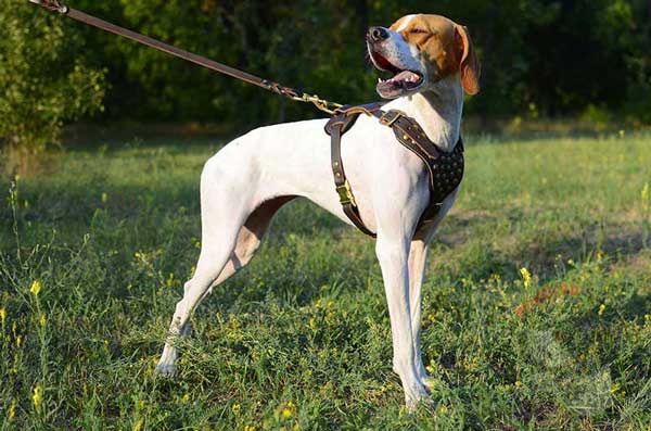Handmade Leather English Pointer Harness with Studded Chest Plate