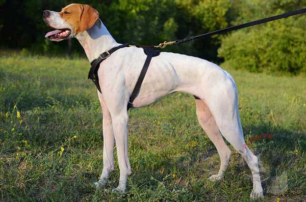 Tracking leather English Pointer harness  for free moving