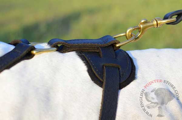 Y-Shaped leather harness with reliable D-ring for English Pointer