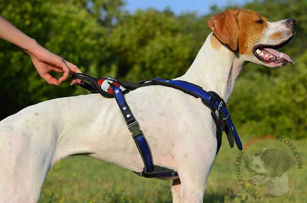 English Pointer Harness with quick Release Buckle
