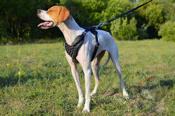 Decorated Leather English Pointer Harness for Walking