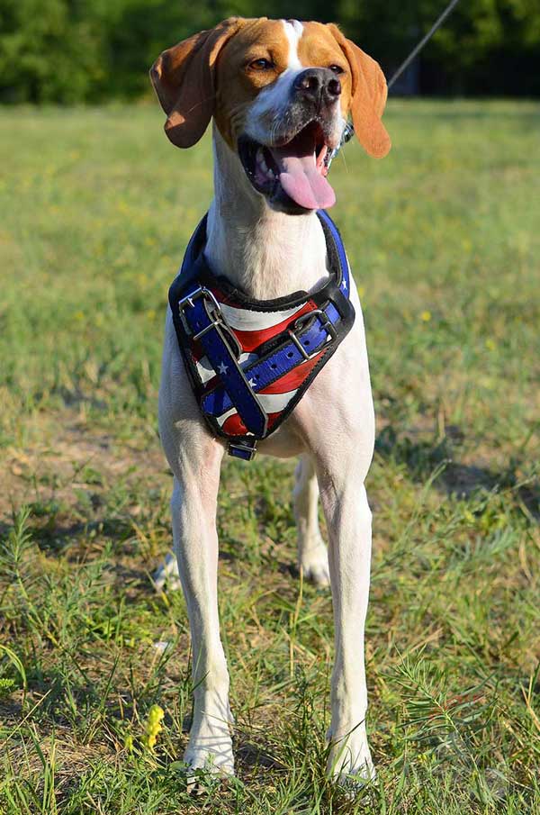 Padded Leather Dog Harness for English Pointer