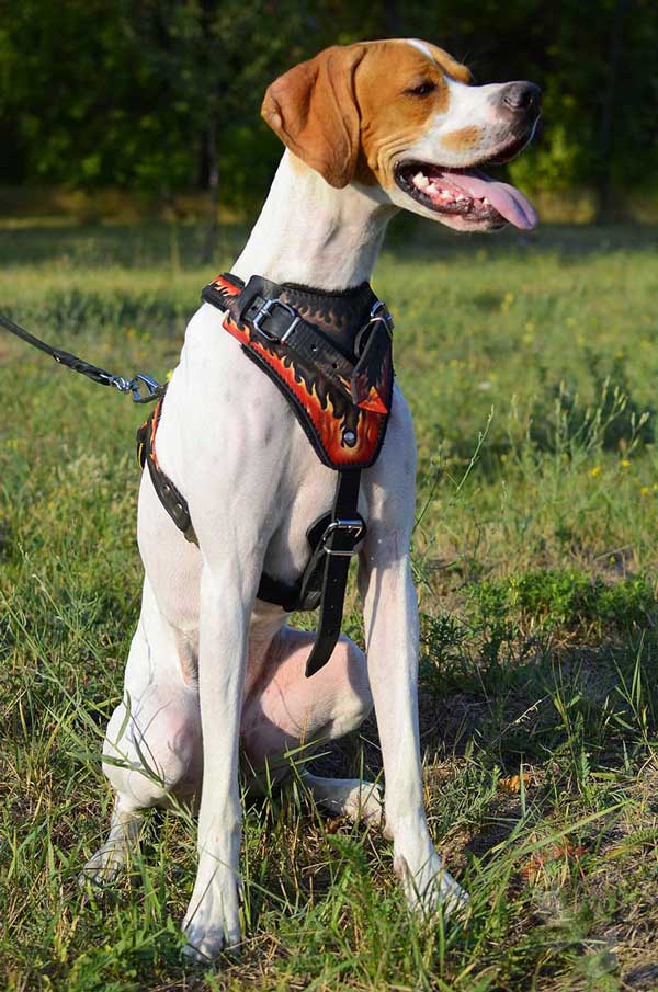 Painted English Pointer Harness with Wide Chest Plate