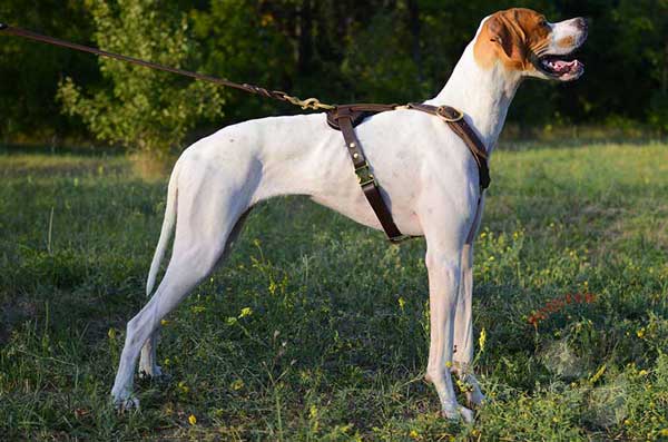 Realiable English Pointer leather harness for obedience training