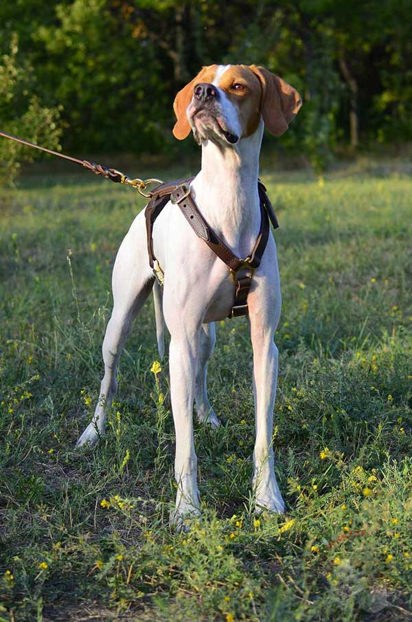 Non-restrictive leather harness for English Pointer