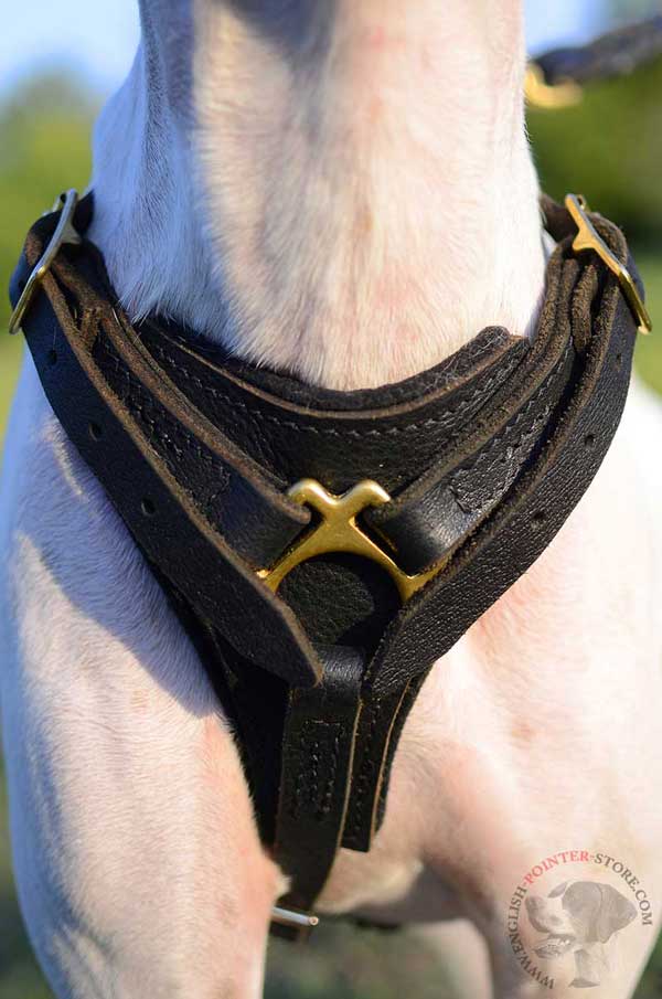 Leather English Pointer harness with soft felt padded chest plate