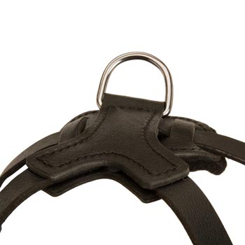 D-ring Attached to English Pointer Harness