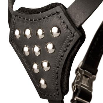 English Pointer Harness Leather with Studded  Breast Plate