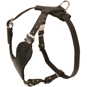 English Pointer Harness for Off-Leash Training