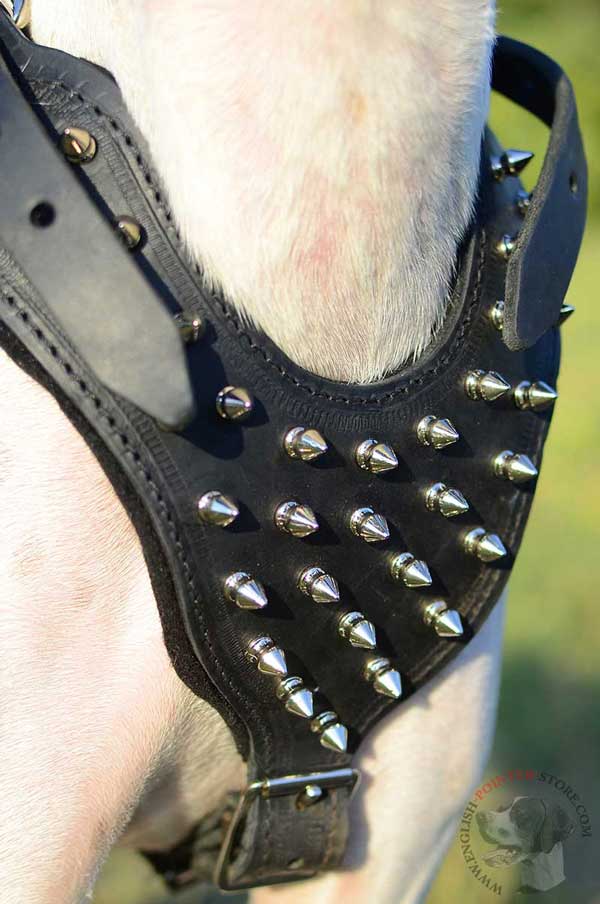 Spiked Chest Plate of English Pointer Harness