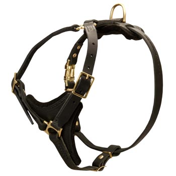 English Pointer Harness Black Leather with Padded Chest Plate for Training